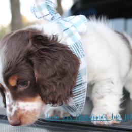 Loki - Piebald male Dachshund puppy in Big Sandy, Texas from Linda B’s Dachshunds