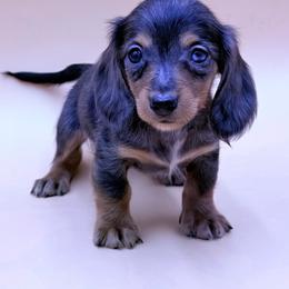 Cooper - Dapple male Dachshund puppy in Porterville, California from Desert Dynasty
