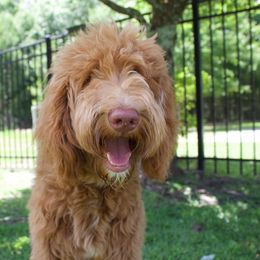 Lottie - Goldendoodle