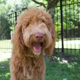 Lottie - Goldendoodle
