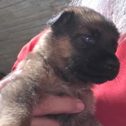 Marley - Sable male German Shepherd puppy in Jamesville, New York from Mark Carfagno's Pups