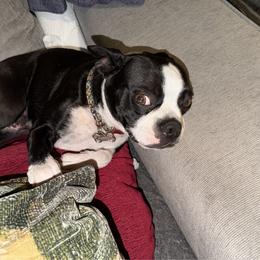 Percy - Boston Terrier