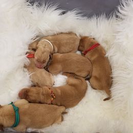 Labrador Retriever Puppies from Semko's All-Sports Dog