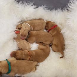 Labrador Retriever Puppies from Semko's All-Sports Dog