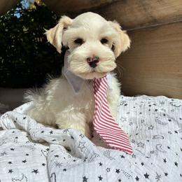 Sax - Wheaten male Miniature Schnauzer puppy in Hemet, California from Journee Home Mini Schnauzers