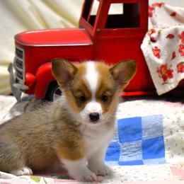 Pembroke Welsh Corgi Puppies from Rhone River Farm Pembroke Welsh Corgis