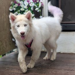 Rain - Siberian Husky