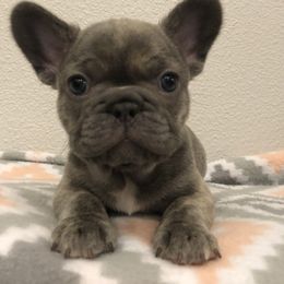 French Bulldog Puppies from Roughneck Frenchies