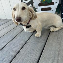 Purdy - Dachshund