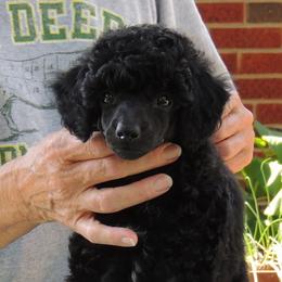 Poodles from Windswept Kennel Miniature Poodles