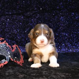 Cider - Red phantom female Aussiedoodle puppy in Springfield, Missouri from Aspen River Doodles