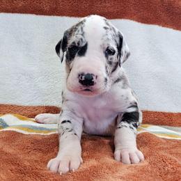 Puppy 9 - Harlequin male Great Dane puppy in Castle Rock, Washington from Uber Alles Great Danes