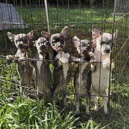Chihuahua and Dachshund Puppies from Little Pawz, LLC