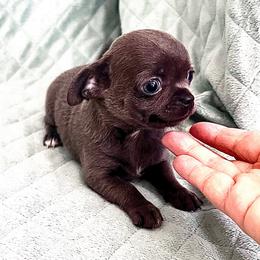 Liberty girl - Blue and white female Chihuahua puppy in Orlando, Florida from iLuvChihuahuas