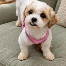 Millie - Shichon