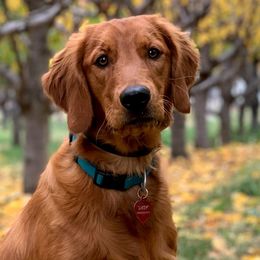 "Lady" - Golden Retriever