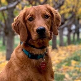 "Lady" - Golden Retriever