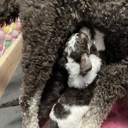Poodle Puppies from Country Side Kennels