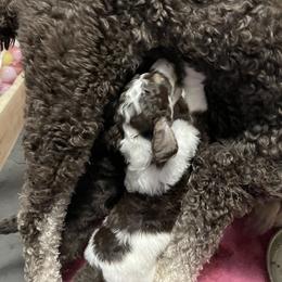 Poodle Puppies from Country Side Kennels