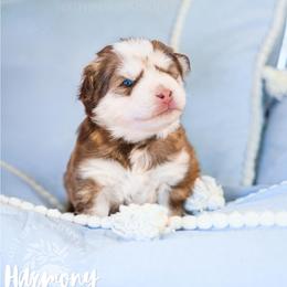 Harmony - Red and white female Pomsky puppy in Mattoon, Illinois from Southpaw Pomskies