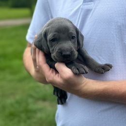 Ruby - Blue female Weimaraner puppy in Magee, Mississippi from Southern Magnolia Weimaraners