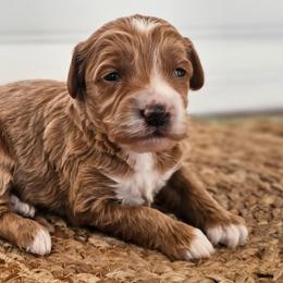Leo - Red  male Goldendoodle puppy in Connersville, Indiana from Dessie's Doodles