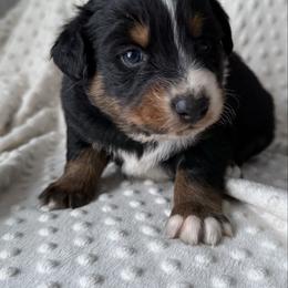 Nathan - Black tri-color male Australian Shepherd puppy in Quaker City, Ohio from Wagon Wheel Aussies and Corgi’s