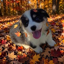 Xander green - Black and tan male Pembroke Welsh Corgi puppy in Sanford, Michigan from Tambali Pembroke Welsh Corgis