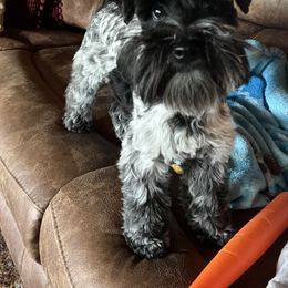 Miniature Schnauzer All Grown Up from Gypsey Creek Mini Schnauzers