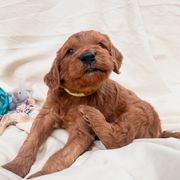 Irish Doodle Puppies from Foxrun Litters
