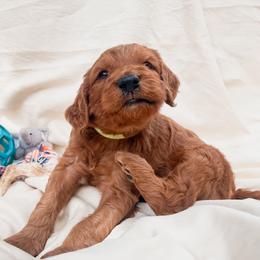 Irish Doodle Puppies from Foxrun Litters