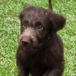 Labradoodle Puppies from Bollenberg Farm LLC
