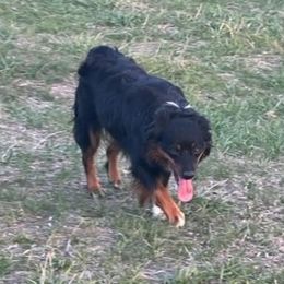 Kya - Miniature Australian Shepherd