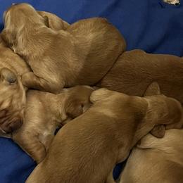 Golden Retriever Puppies from Personalized Dog Training - Windisch Goldens