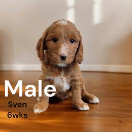 Goldendoodle Puppies from Stacy Warwick