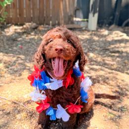 Porsche - Chocolate female Goldendoodle puppy in Arlington, Texas from Chambers Doodle Patch