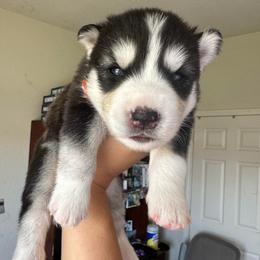 Boy 4 - Black and white male Siberian Husky puppy in Bakersfield, California from Lotus Husky Pack