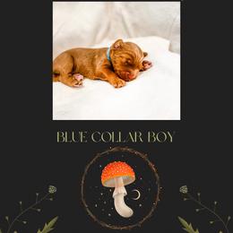 Australian Labradoodle Puppies from Novalie Australian Labradoodles