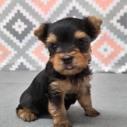 Scruffy - Blue and gold male Yorkshire Terrier puppy in Monticello, Iowa from Ashley’s Puppies