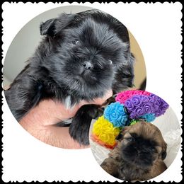 Shih Tzu Puppies from Maria's Shih Tzus