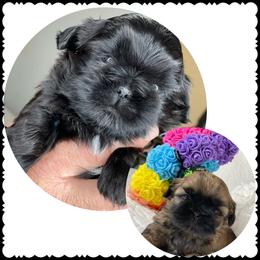 Shih Tzu Puppies from Maria's Shih Tzus