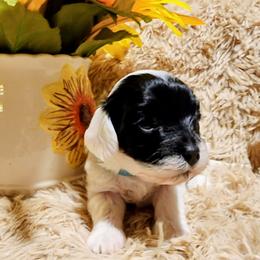 Panda ---Pardi (Black and White) - White male Havapoo puppy in Parks, Arkansas from BAK Home Pups