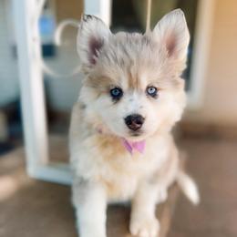 Pollen - Merle female Pomsky puppy in Cleveland, Ohio from Lake Point Pomskies