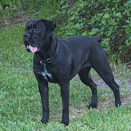 Luna - Cane Corso