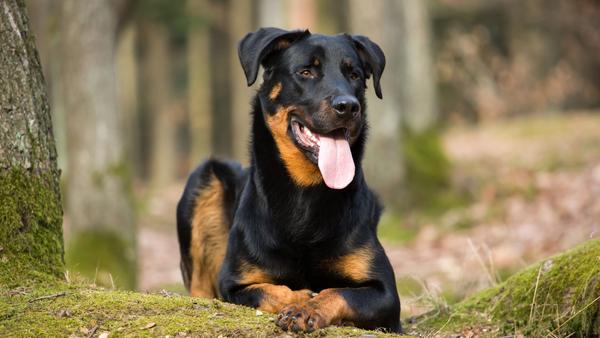 Find Beauceron puppies for sale near League City, TX