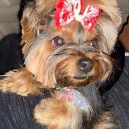 Yorkshire Terriers from Spoiled Paw Paw Yorkies