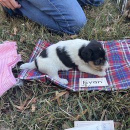 Evan - White tan and black male Wire Fox Terrier puppy in Timberlake, North Carolina from Lyndon Meadow Farm