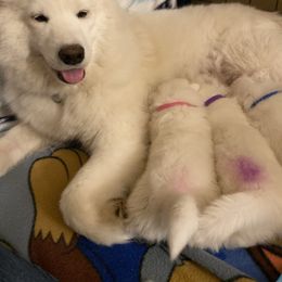 Samoyed Puppies from Sweet T's