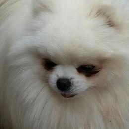 Pomeranians and Yorkshire Terriers from Rebel Ranch Poms & Yorkkies