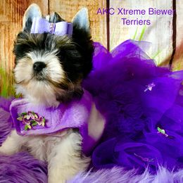 Girl 2 - Black tan and white female Biewer Terrier puppy in Jonestown, Pennsylvania from AKC Xtreme Biewer Terriers...